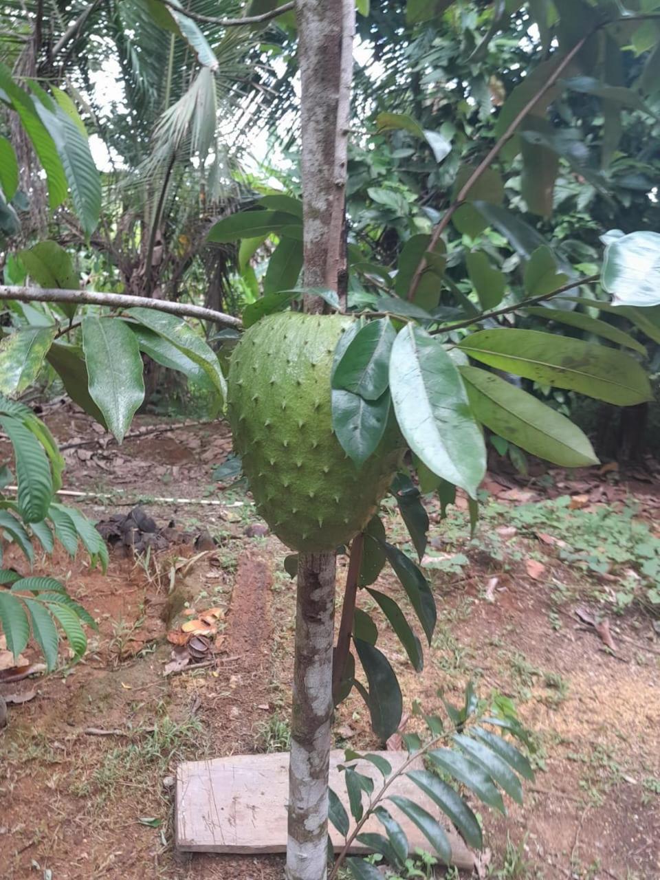 Cabinas Corcovado Green Parrot, Los Planes Drake Drakes Bay Εξωτερικό φωτογραφία