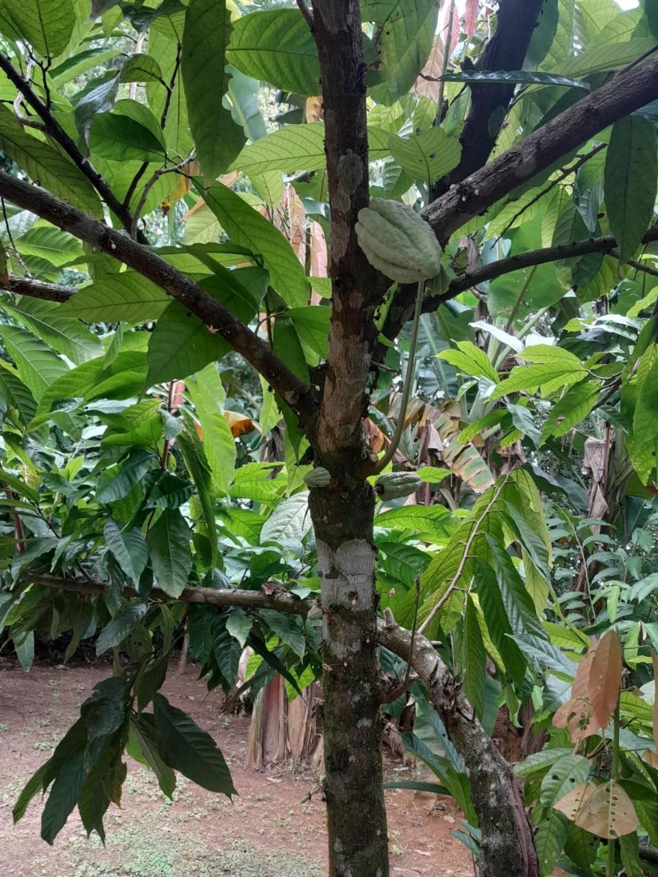 Cabinas Corcovado Green Parrot, Los Planes Drake Drakes Bay Εξωτερικό φωτογραφία