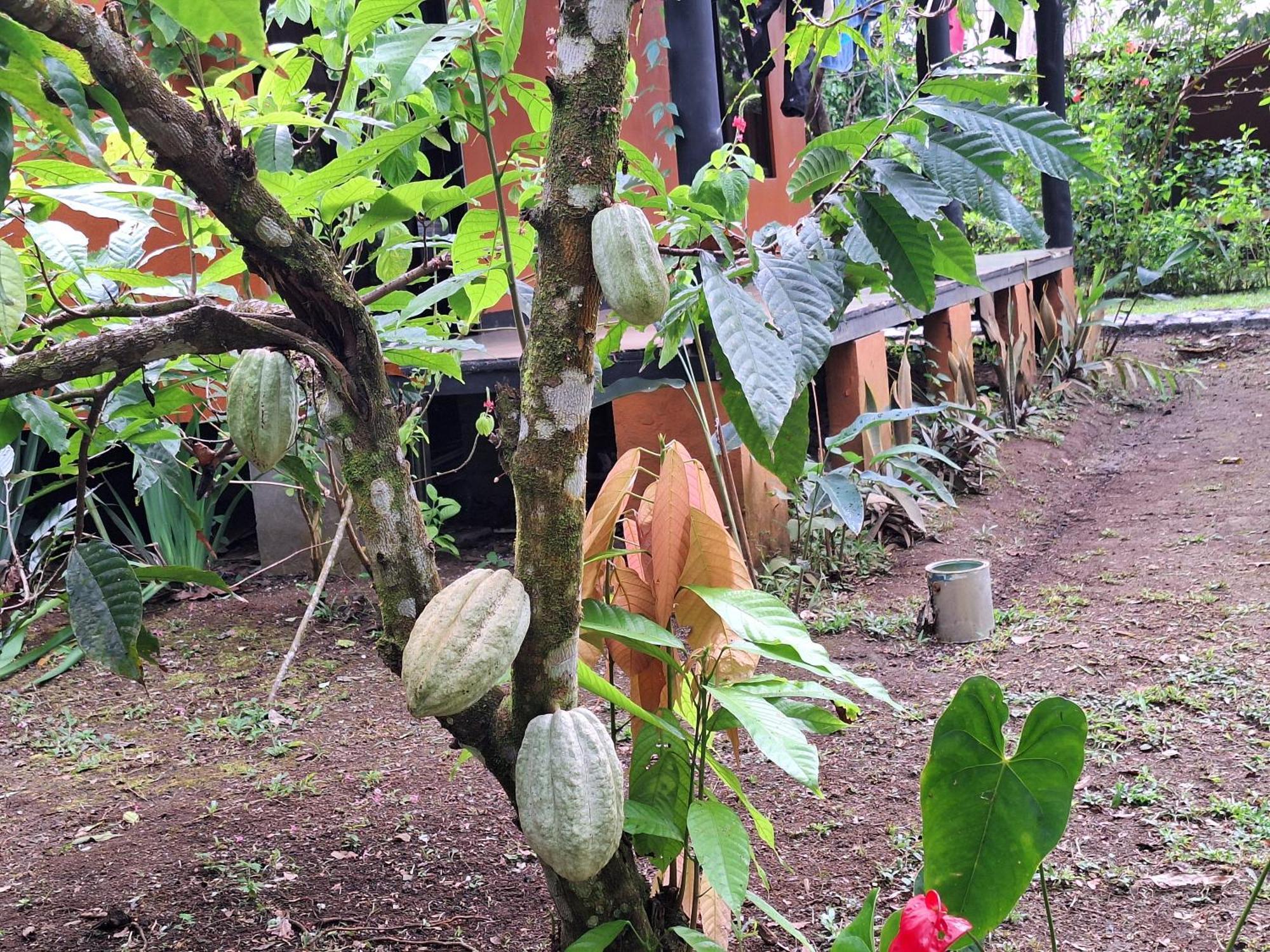 Cabinas Corcovado Green Parrot, Los Planes Drake Drakes Bay Εξωτερικό φωτογραφία