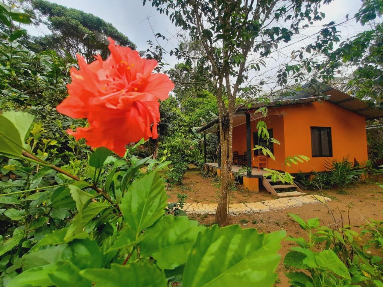 Cabinas Corcovado Green Parrot, Los Planes Drake Drakes Bay Εξωτερικό φωτογραφία